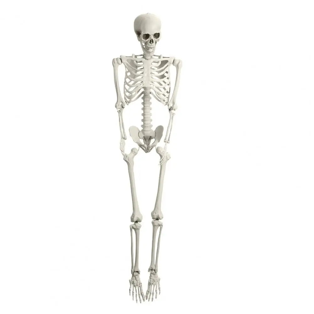 Poseable Plastic Skeleton Prop For Halloween Party Supplies