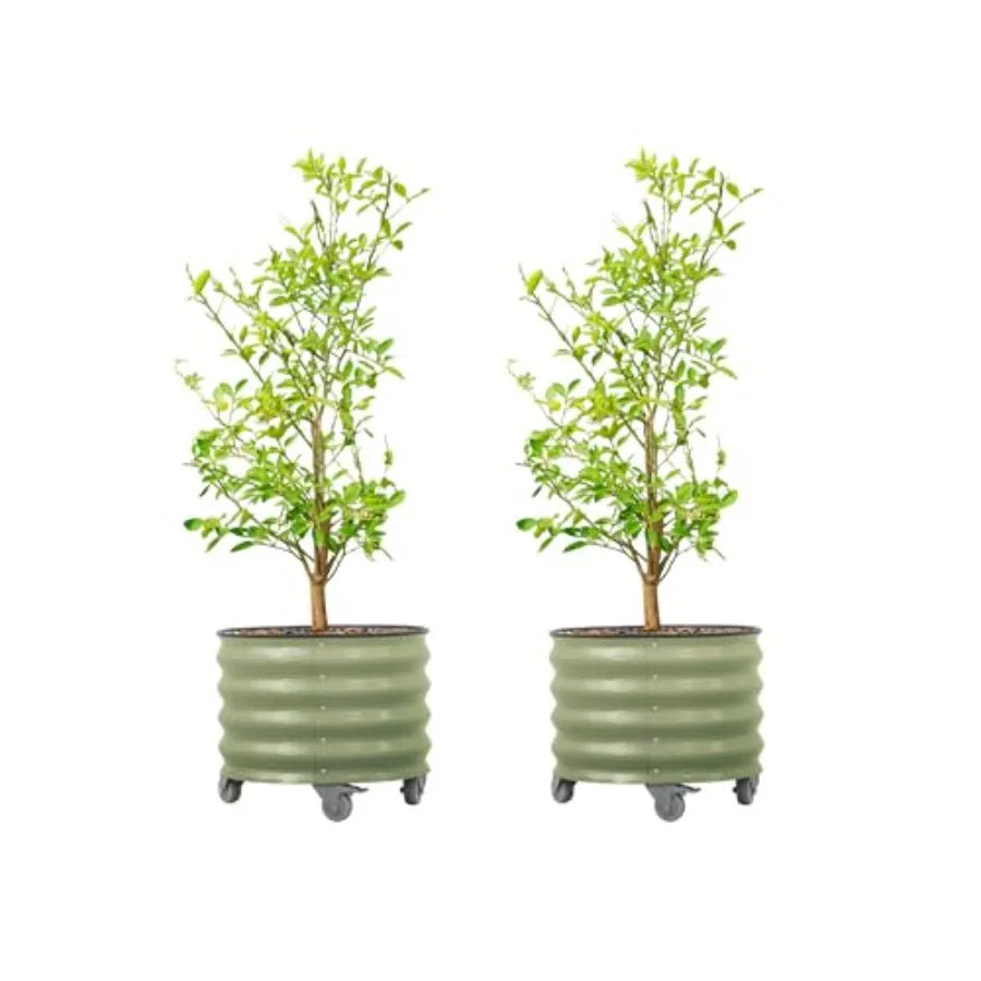 Rolling Metal Citrus Tree Planter Pot With Wheels For Porch
