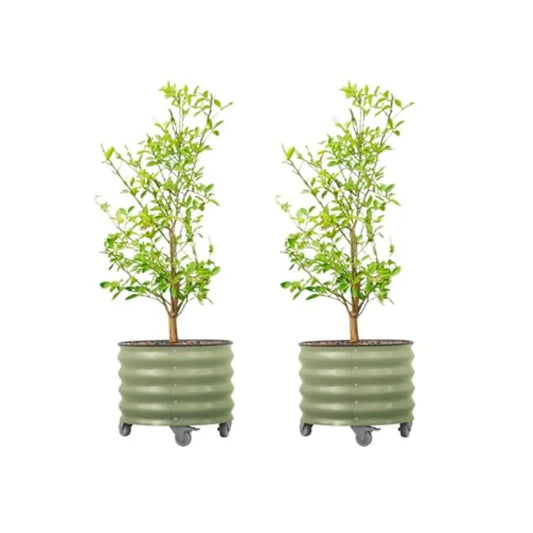 Rolling Metal Citrus Tree Planter Pot With Wheels For Porch